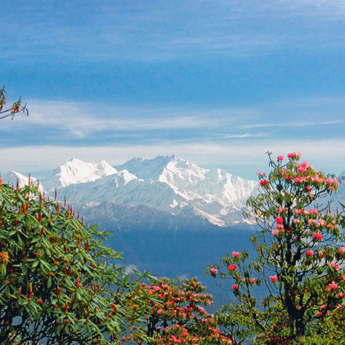 Barsey Rhododendron Trek
